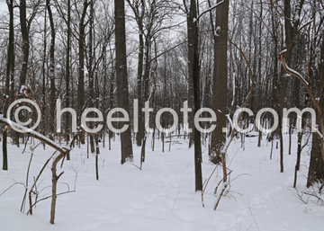 The                          Frozen Forest  heeltote.com