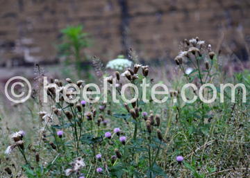 Heeltote Haiku: Wild and common weed | a beauty and a mystery | on the urban scene  heeltote.com