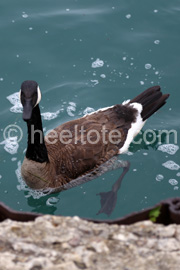 Goose at Navy Pier  heeltote.com