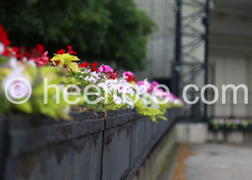 Flower pots in reach | vibrant arrangements in line | lively notes of speech  heeltote.com