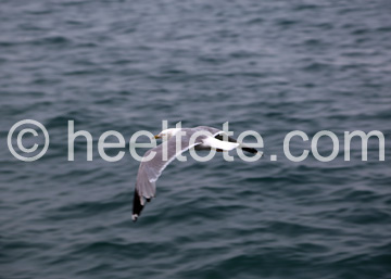 Seagull  heeltote.com
