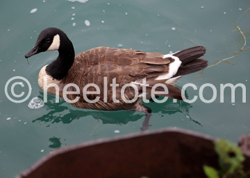 Goose  heeltote.com