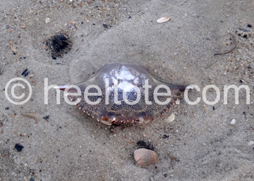 Silver                          Seashell  heeltote.com