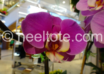Radiant orchid at Macy's 40th Annual Flower                        Show  heeltote.com