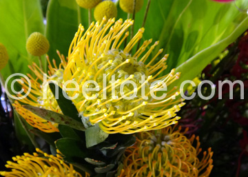 Grevillea  heeltote.com