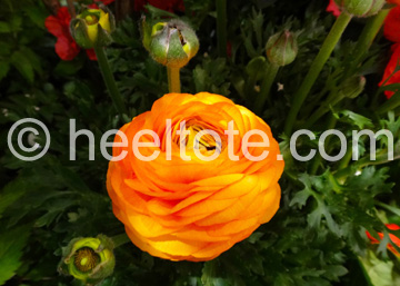 Orange Ranunculus  heeltote.com