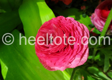 Fuchsia Ranunculus  heeltote.com