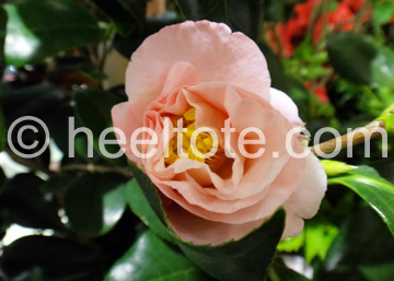 Pastel Pink Camellia  heeltote.com