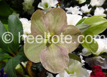 Multihued Helleborus  heeltote.com