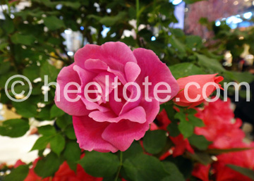 Pink Rose  heeltote.com