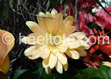 Pastel Yellow Gerbera Daisy                           heeltote.com