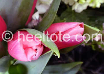 Pink Tulips  heeltote.com