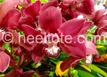 Burgundy Orchid  heeltote.com