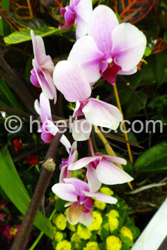 Radiant Orchid  heeltote.com