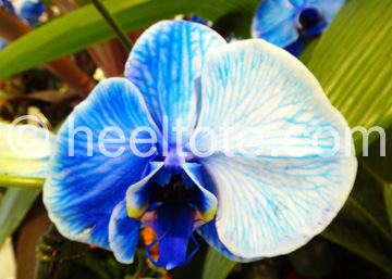 Blue Orchid  heeltote.com