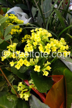 Yellow                        Kalanchoe  heeltote.com