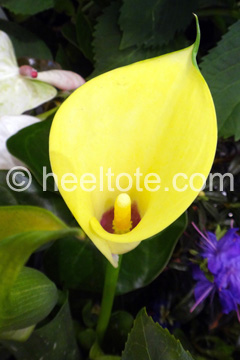 Yellow Calla Lily  heeltote.com