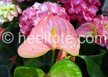 Pink Anthurium  heeltote.com