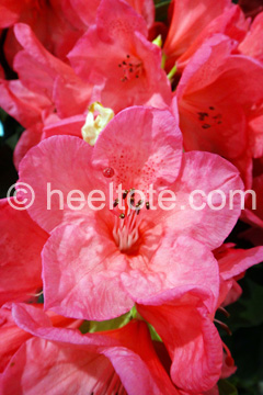 Large Pink Azalea  heeltote.com