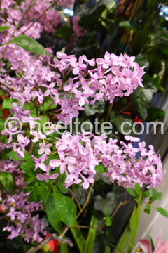 Lilac Lilac  heeltote.com