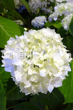White Hydrangea  heeltote.com