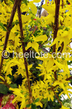 Yellow Forsythia  heeltote.com