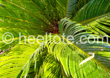 Sago Palm Shrub  heeltote.com