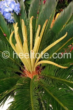 Fruiting Palm Shrub  heeltote.com