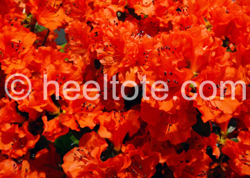 Orange Azalea Shrub  heeltote.com