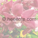 Heeltote Burgundy Orchid  heeltote.com